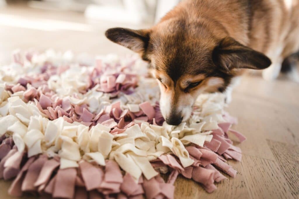 dog with snuffle mat