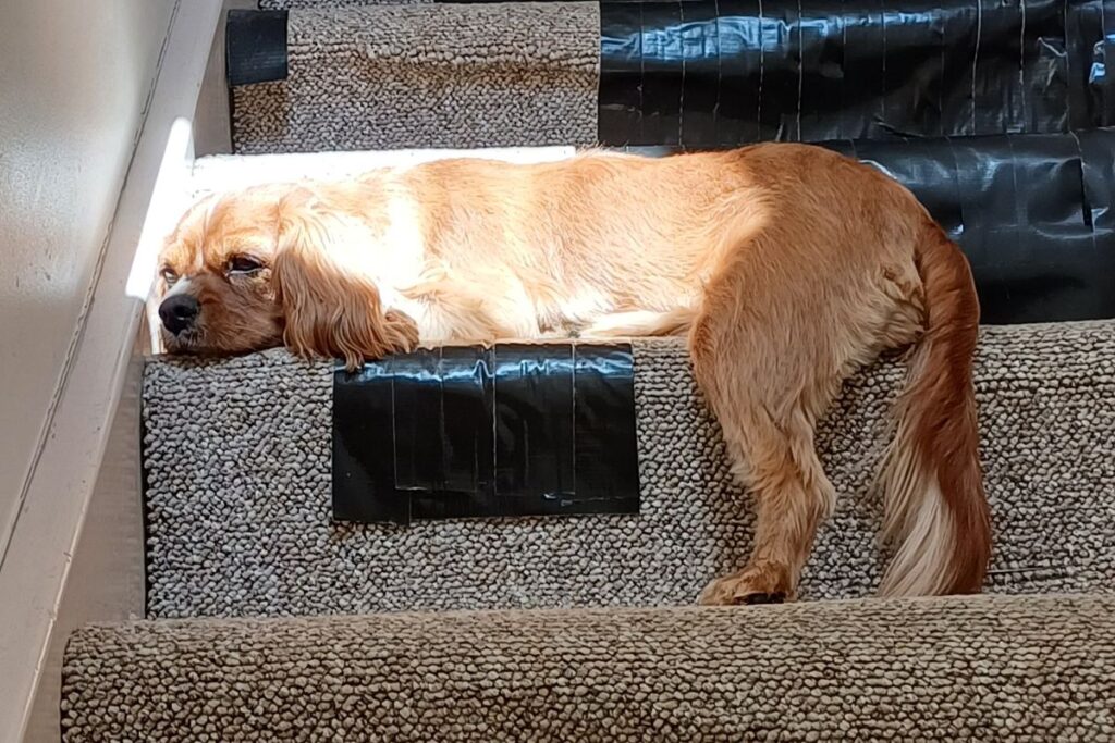 dog asleep on the stairs