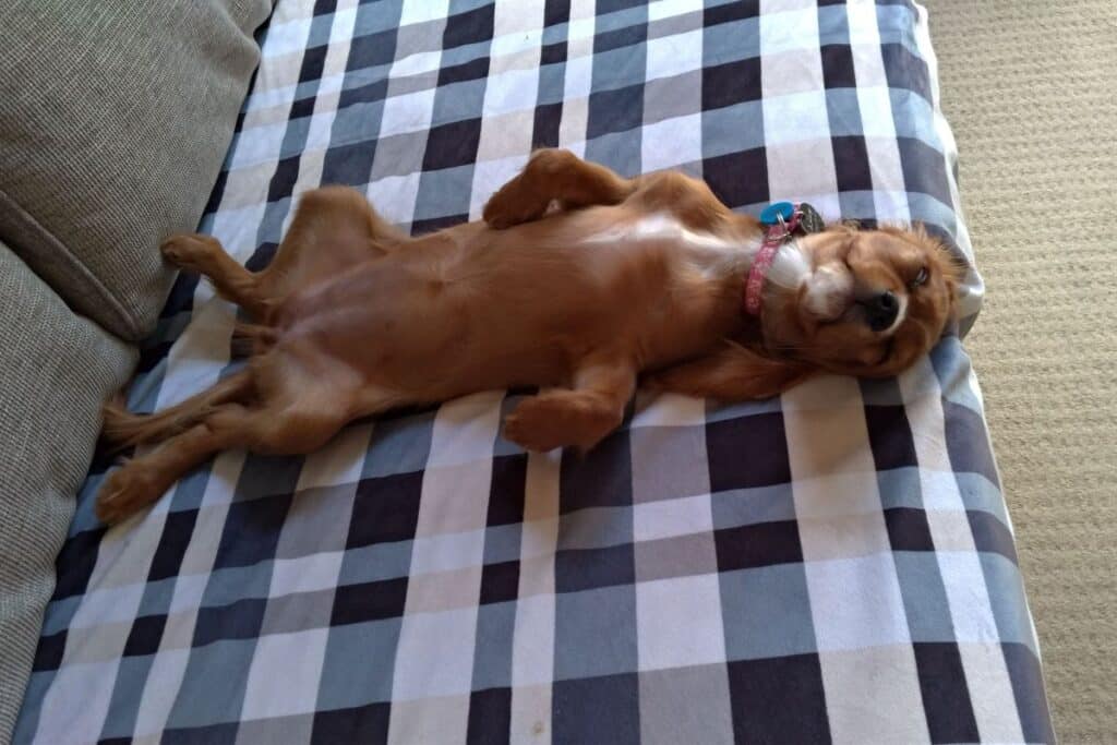 dog asleep on the lounge belly up