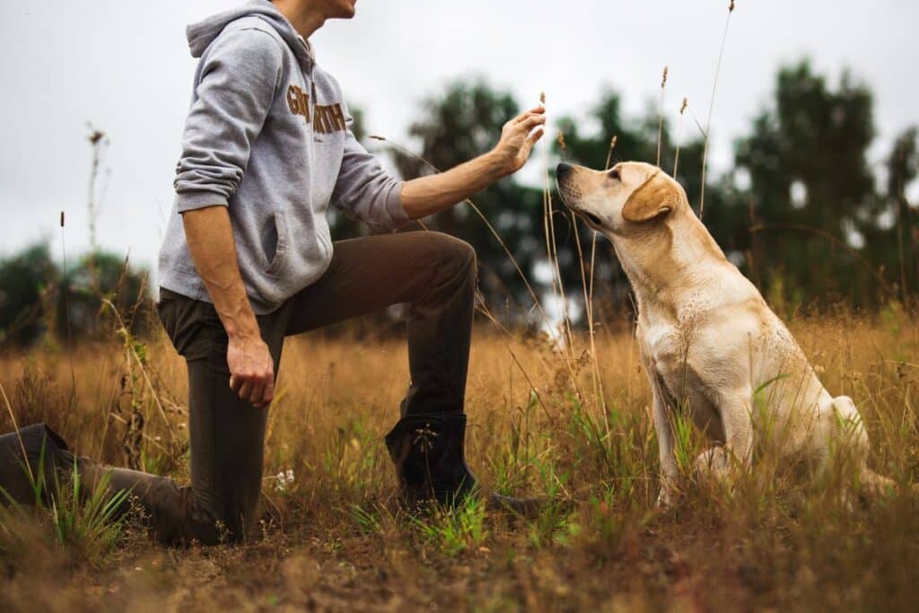 man training dog