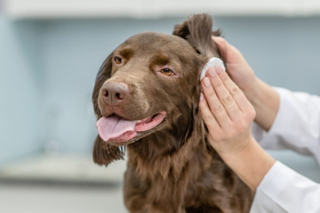 vet cleaning dog ear